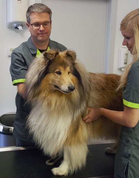 Bart & Mieke verzorgen hond